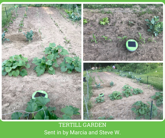 250 Square Foot Garden