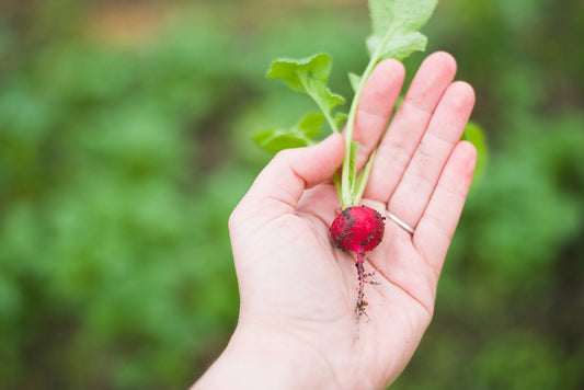 Five Things to Do in Your Vegetable Garden In August - That aren’t Weeding