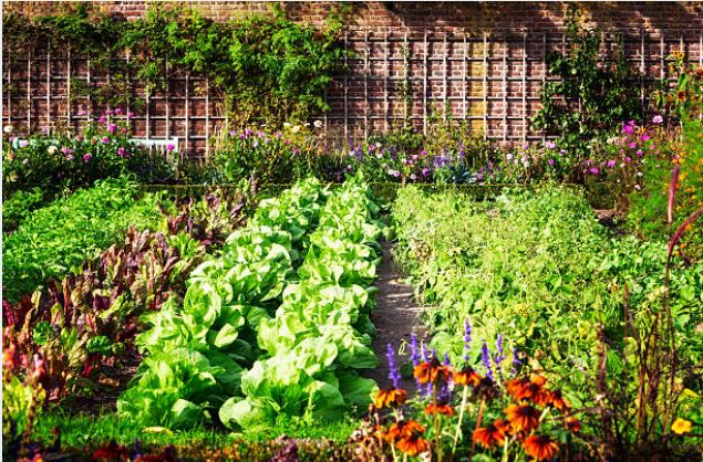 Beautiful and bountiful home garden