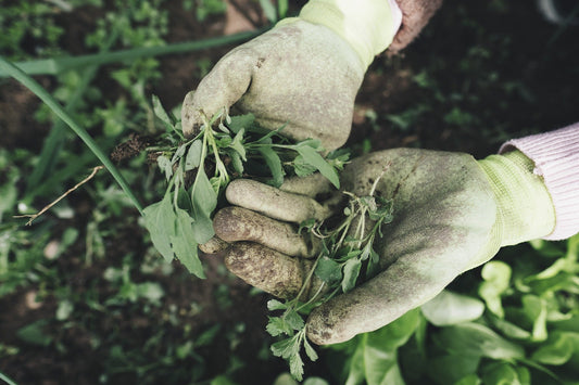 Weeding a garden