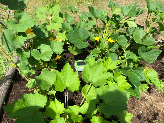 A garden being weeded by Tertill the weeding robot. Tertill lives in the garden, runs on sunshine, and weeds every day.