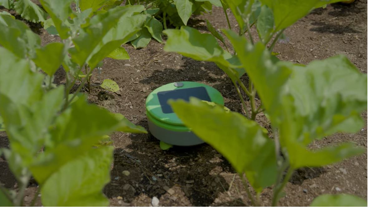 Load video: Introducing Tertill Weeding Robot the world&#39;s first solar powered weeding robot for home vegetable gardens.