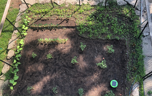 12 x 15 Vegetable Garden with area blocked off for greens