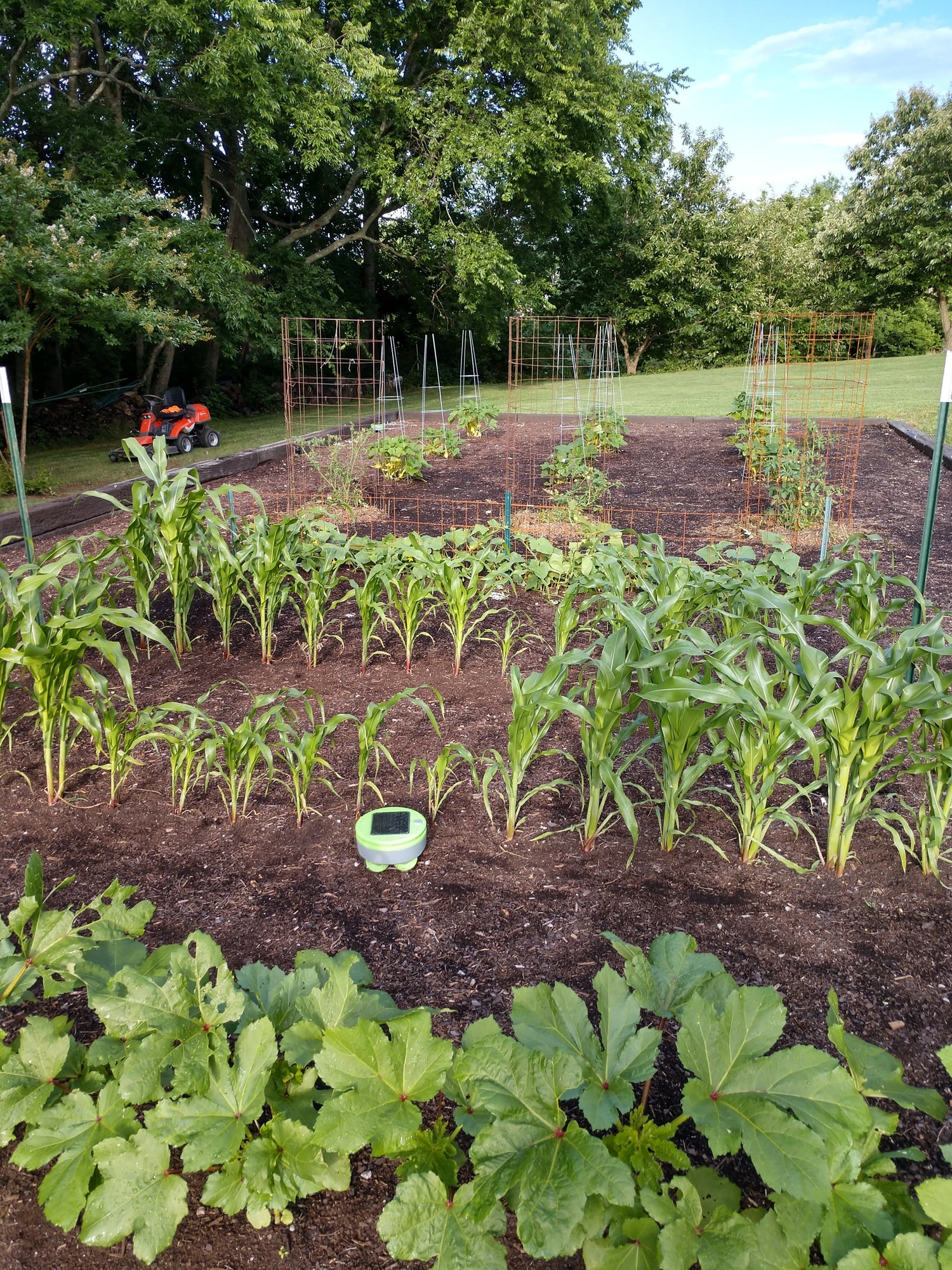 Tertill Garden Weeding Robot in action