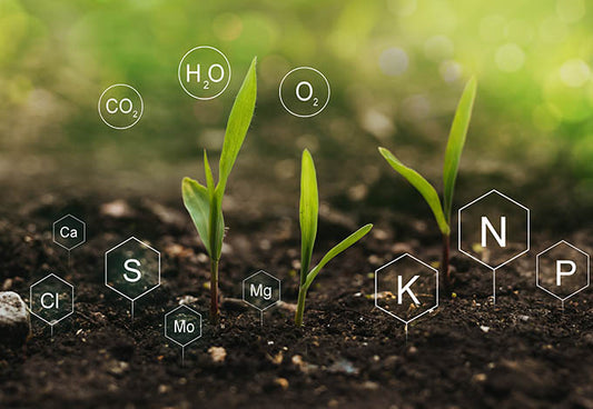 You're Fertilizing All Wrong