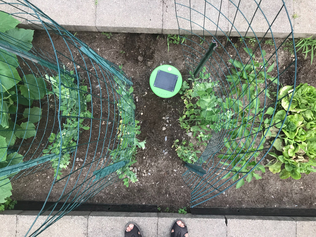 Tertill weeding 4 x 20 raised-bed vegetable gardens