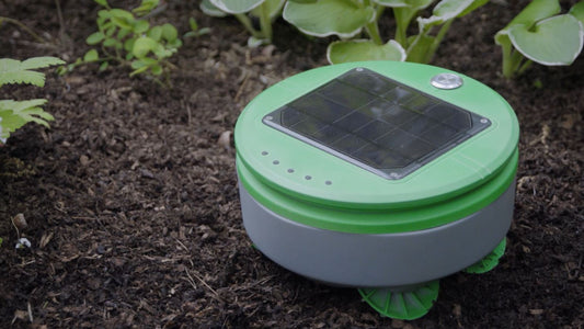Tertill the weeding robot weeds a home garden.
