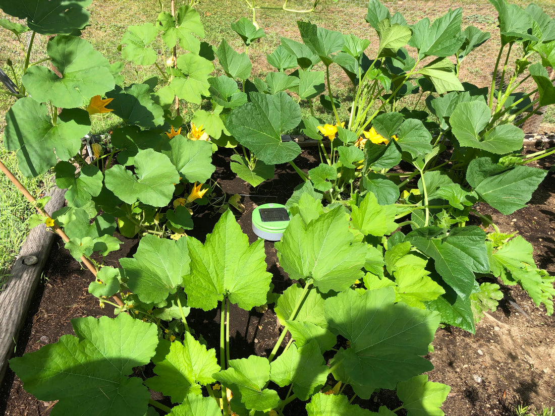 A garden being weeded by Tertill the weeding robot. Tertill lives in the garden, runs on sunshine, and weeds every day.