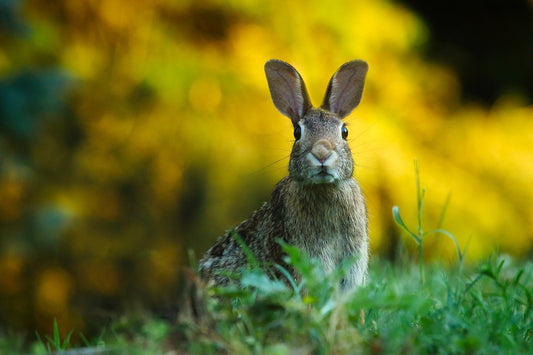 Keeping Critters Out of Your Garden
