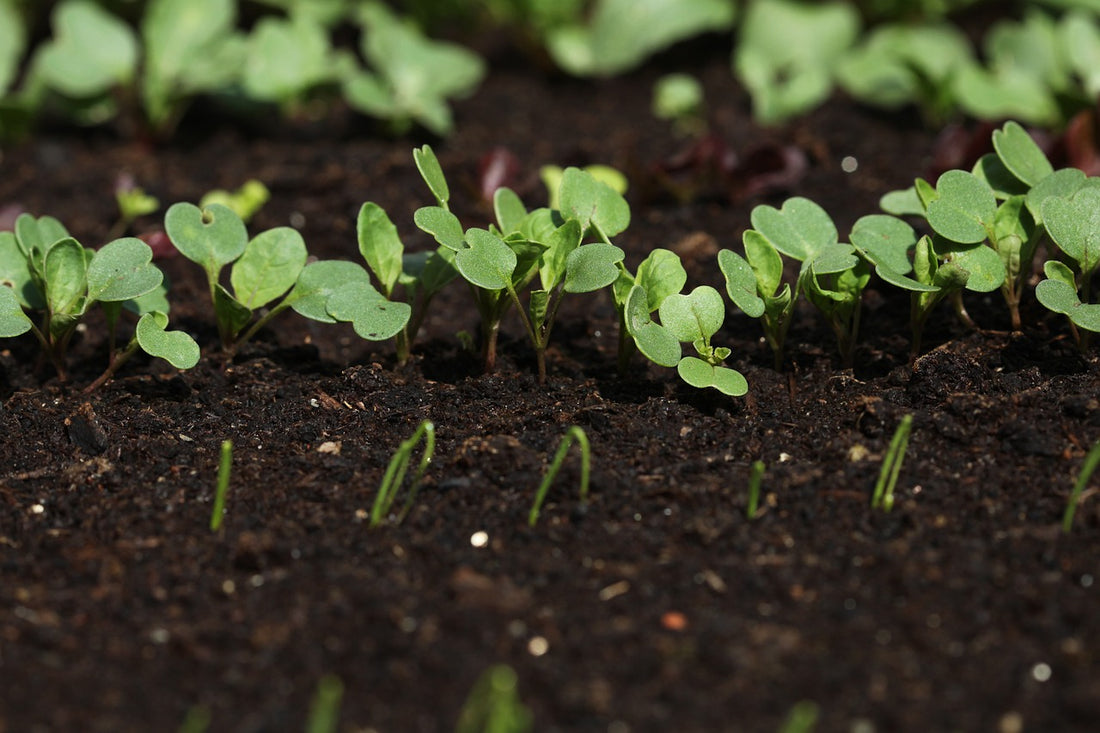 Hate to Thin Your Seedlings? Do This Instead.