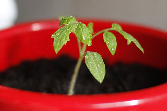 Pretty Vegetable Seeds (Beans)