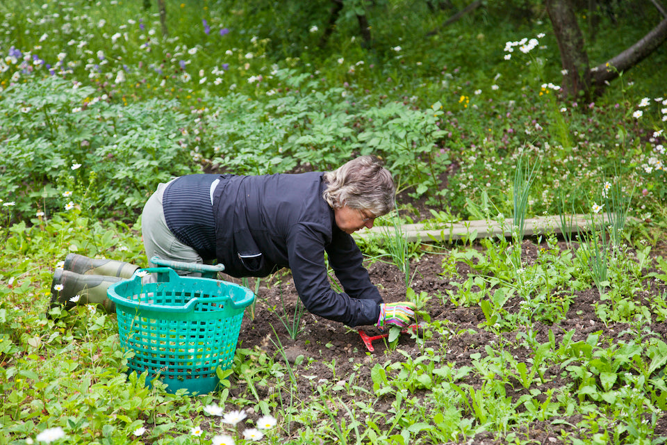 What is the Best Way to Get Rid of Weeds in Your Garden?