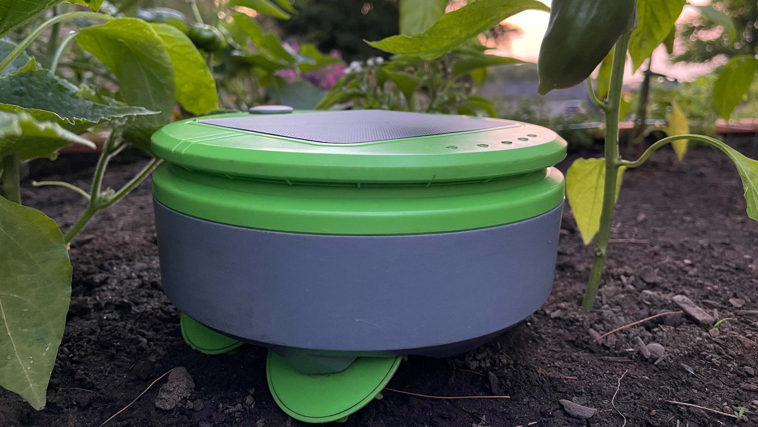Tertill Weeding Robot in weed-free raised bed garden near a pepper plant early in the morning. Tertill is a solar powered weeding robot that prevents weeds in your vegetable garden. Chemical free, easy to use, effective weed control.