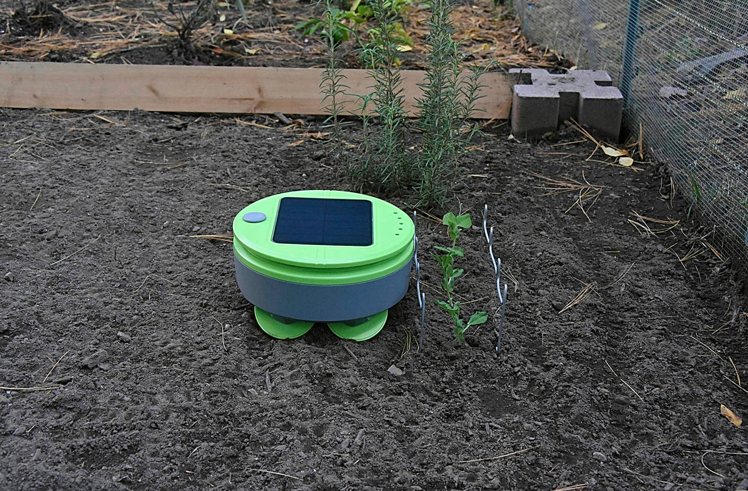 Tertill weeding robot against a metal row guard that protects young seedlings until the robot can sense it. Tertill prevents weeds all season long with just the touch of a button. It is the ultimate gardening tool.