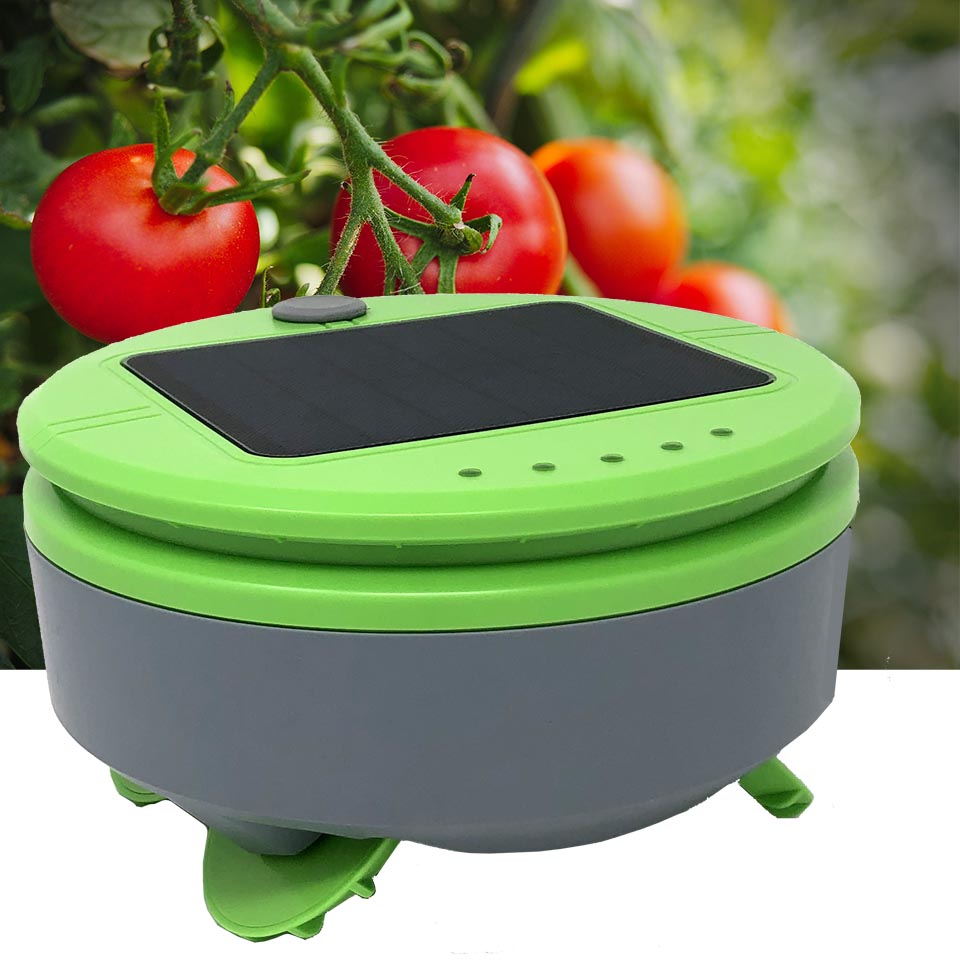 Tertill the weeding robot in a tomato garden.